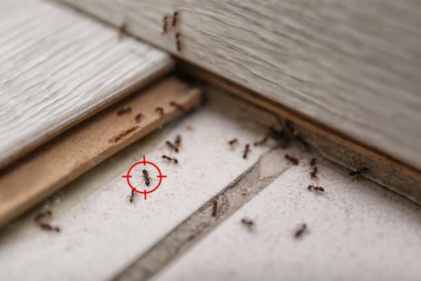 Best Best Pest Control Companies  in New Carlisle, OH