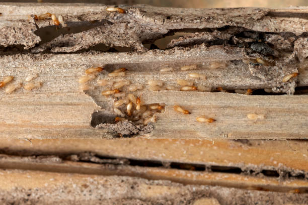 Best Termite Control Services  in New Carlisle, OH